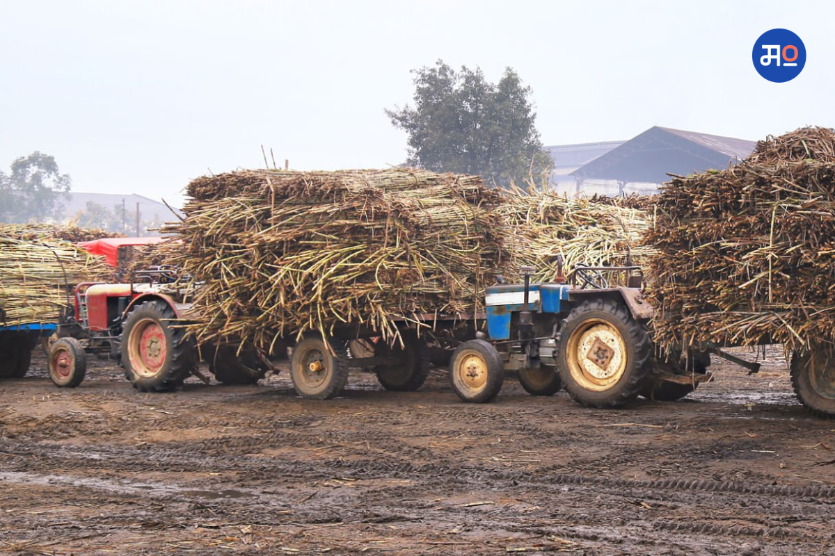 Sugarcane farmers : उसाला 400 रुपयांचा दुसरा हप्ता देण्याची मागणी; शेतकरी संघटना आंदोलनाच्या पवित्र्यात