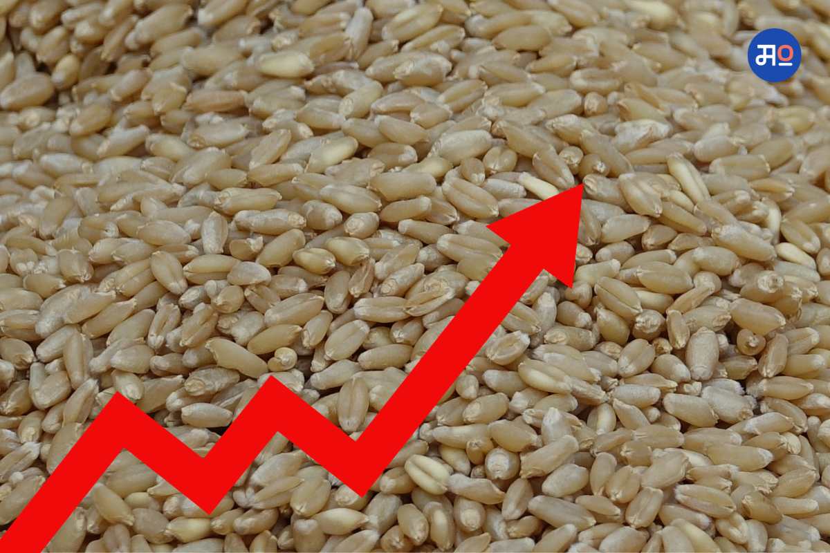 Wheat Price Hike
