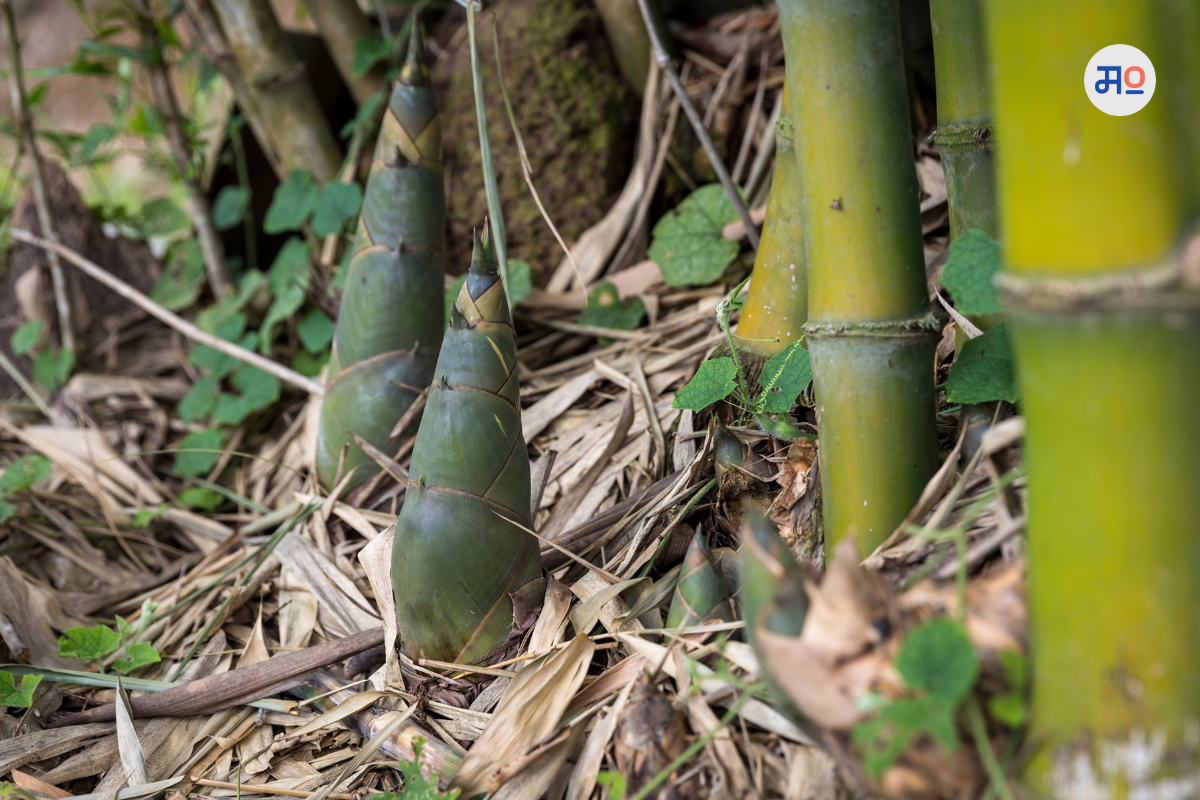 Bamboo Farming : एकदाच करा लागवड खर्च; 30 वर्षापर्यंत घेता येईल उत्पन्न, जाणून घ्या सविस्तर