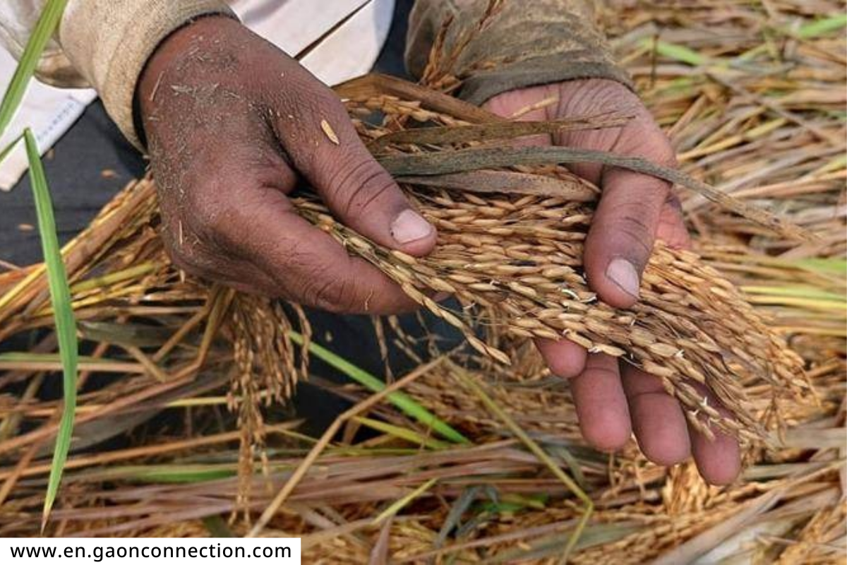 Compensation for crop Damage :  3 लाख शेतकऱ्यांसाठी 210 कोटी 30 लाख रुपयांचा निधी वितरित; तुम्हाला मिळाला का निधी?