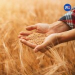 FCI wheat auction : किंमत नियंत्रणासाठी सरकारकडून गव्हाचा लिलाव; खुल्या बाजारात विकला 18.09 लाख टन गहू