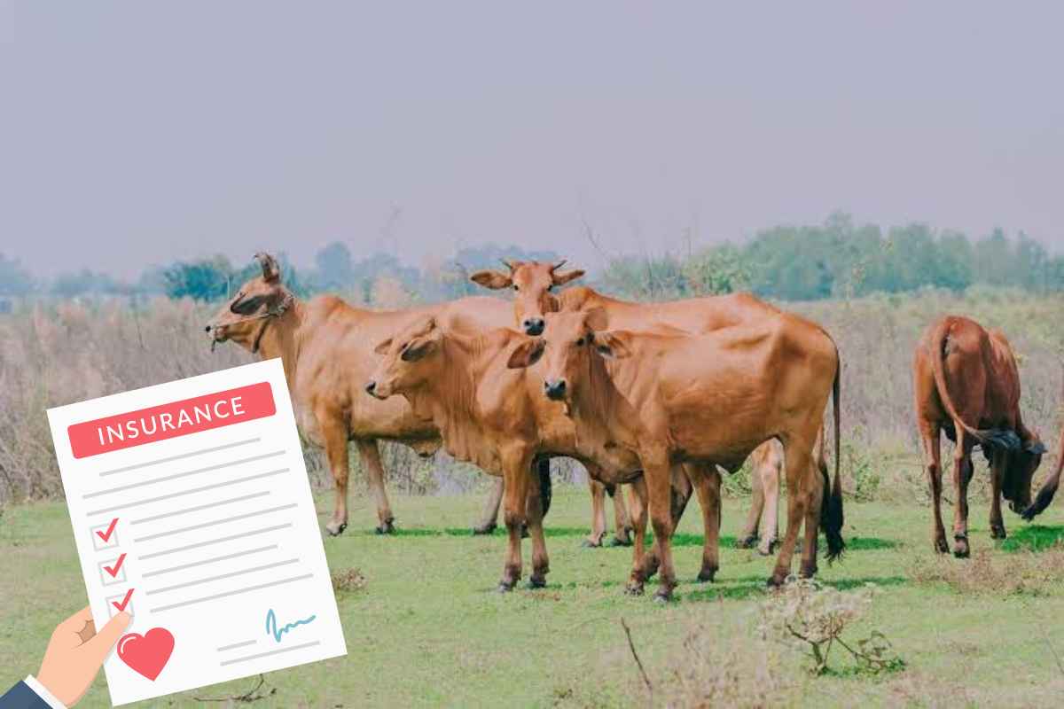 Cattle Insurance