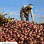 Onion Procurement : नाफेड 2 लाख टन कांदा खरेदी करणार; पण काय आहेत खरेदीचे निकष?