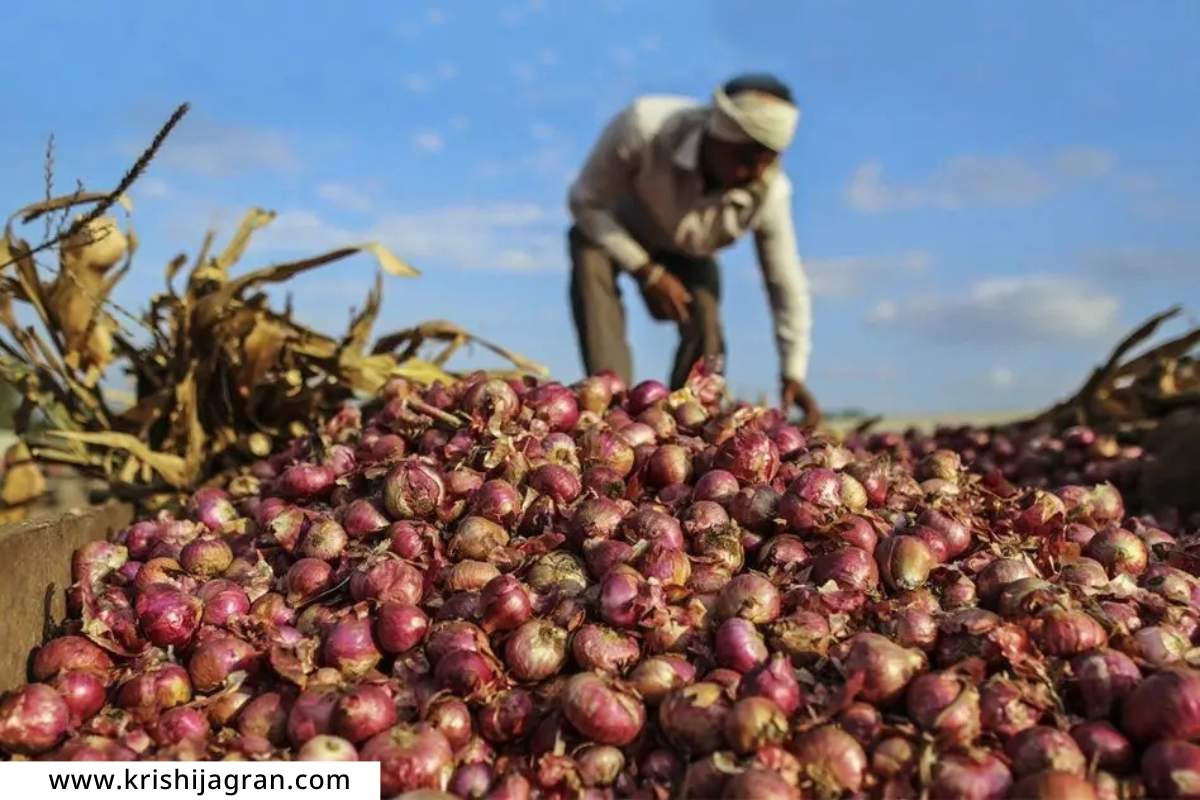 Onion Procurement : नाफेड 2 लाख टन कांदा खरेदी करणार; पण काय आहेत खरेदीचे निकष?