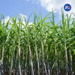 Sugarcane Price : ऊस उत्पादकांना यावर्षी मिळणार जास्त भाव, इथेनॉलच्याही दरात वाढ होण्याची शक्यता