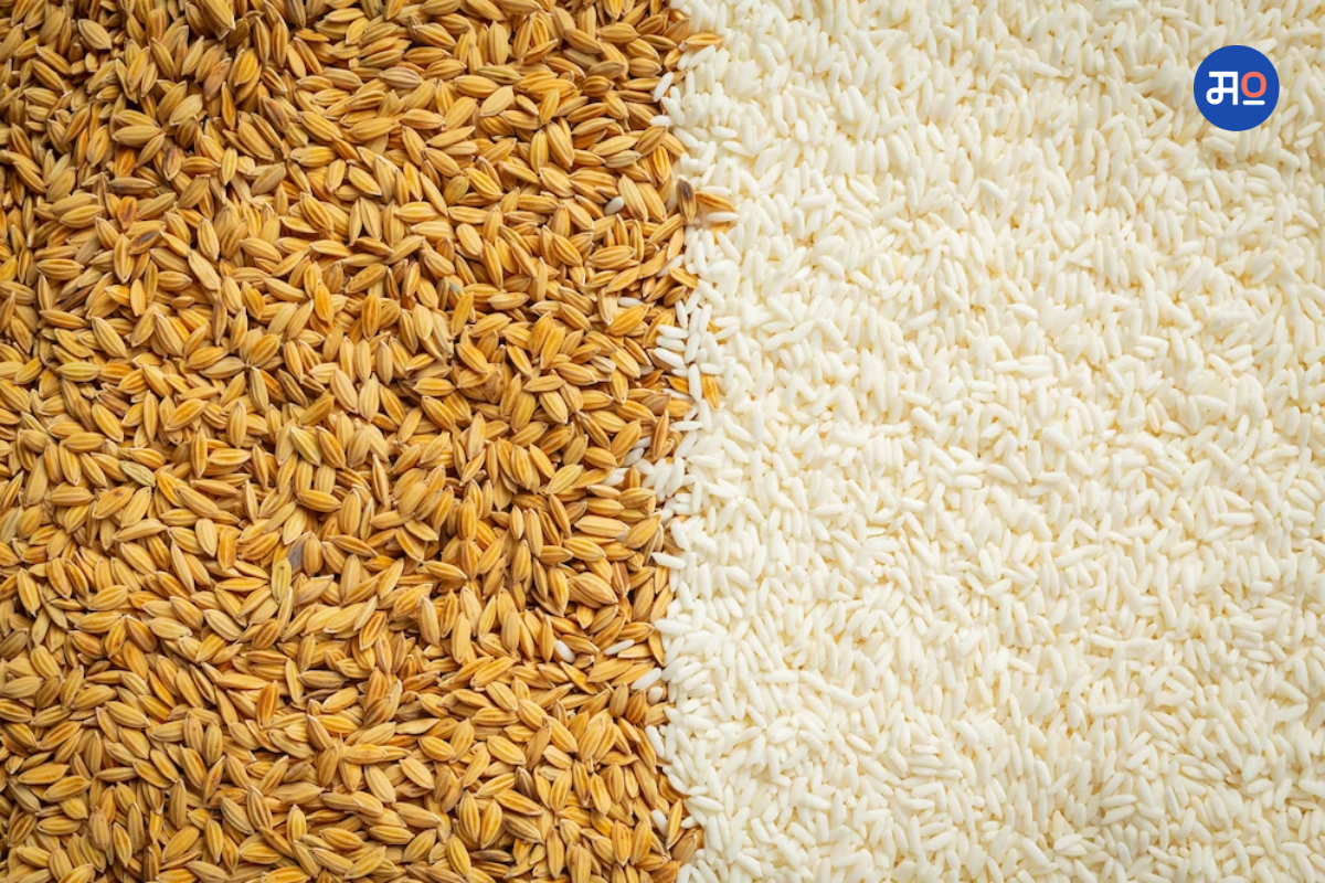 E Auction : केंद्र सरकारने 1.66 लाख टन गहू आणि 0.17 लाख टन तांदळाची खुल्या बाजारात केली विक्री