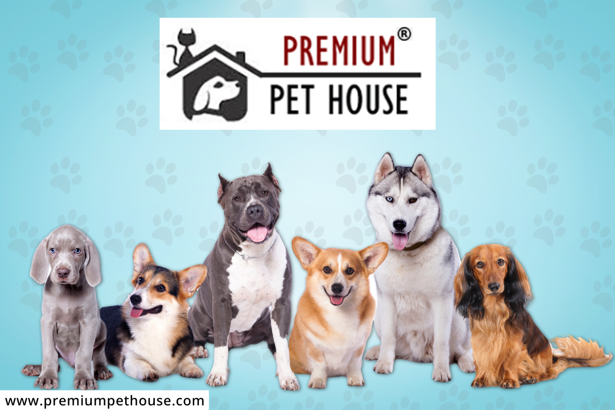 Pet House : पुण्यात आहे कुत्रे विकणारी कंपनी; ऑगस्टमध्ये केली 500 पिल्लांची विक्रमी विक्री