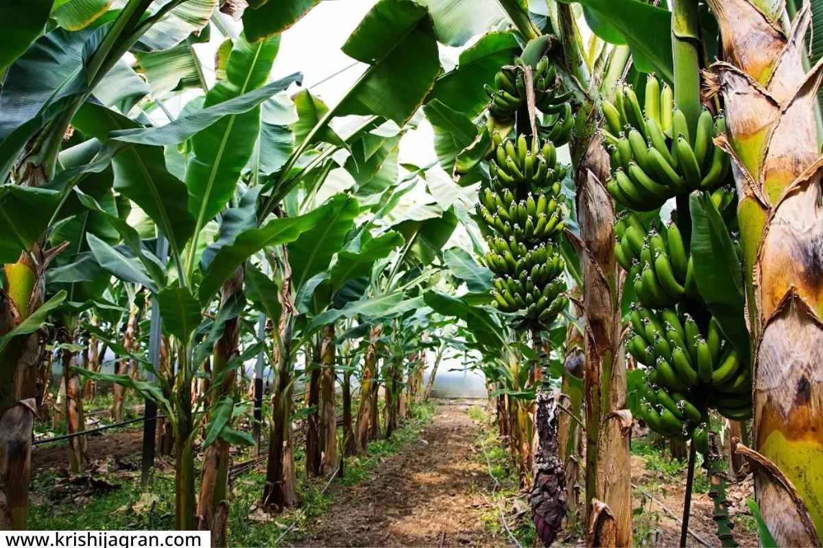 Compensation For Banana crop : CMV रोगामुळे बाधित केळी पिकासाठी सरकारकडूूून नुकसान भरपाई; शेतकऱ्यांना दिलासा