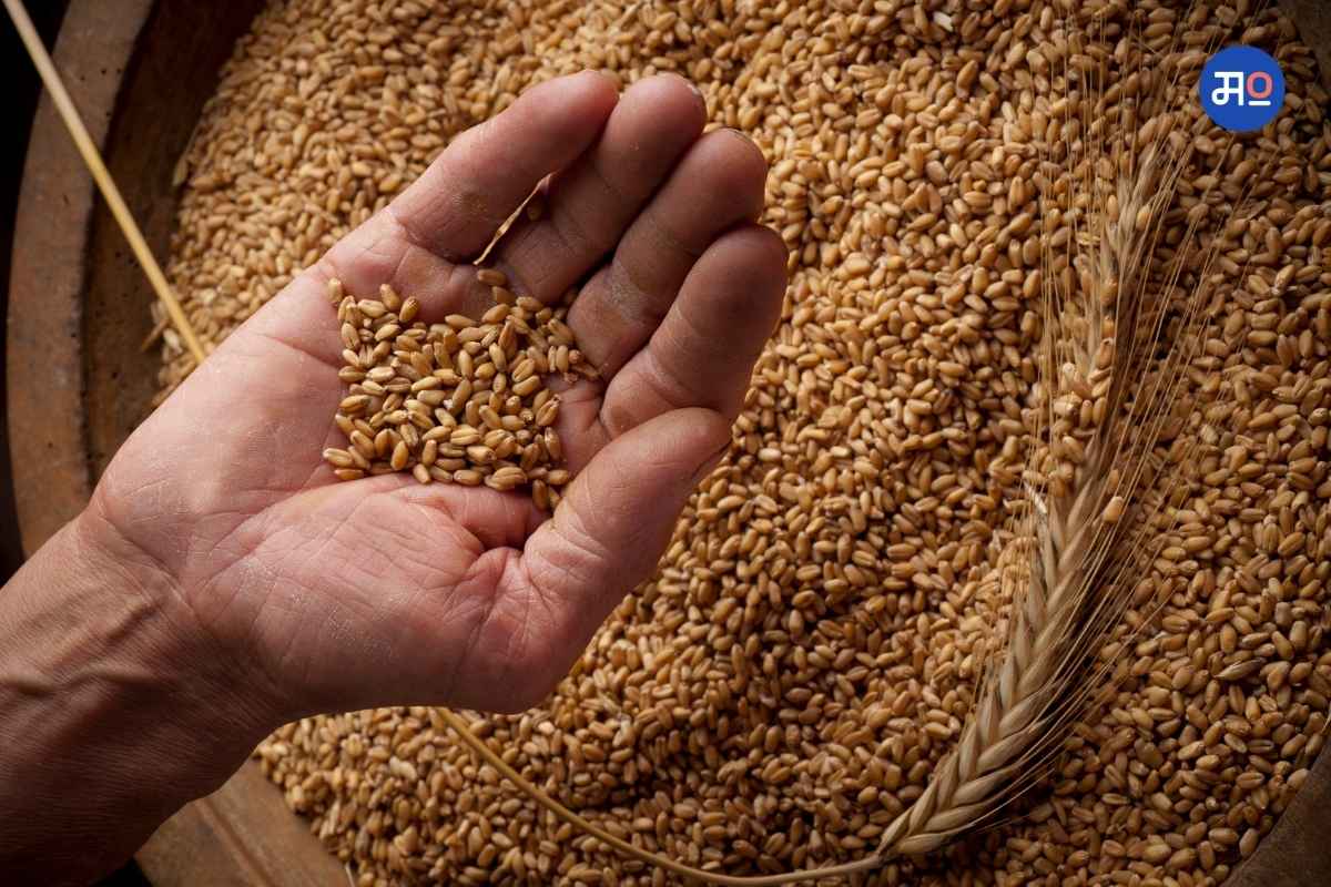 Wheat Price