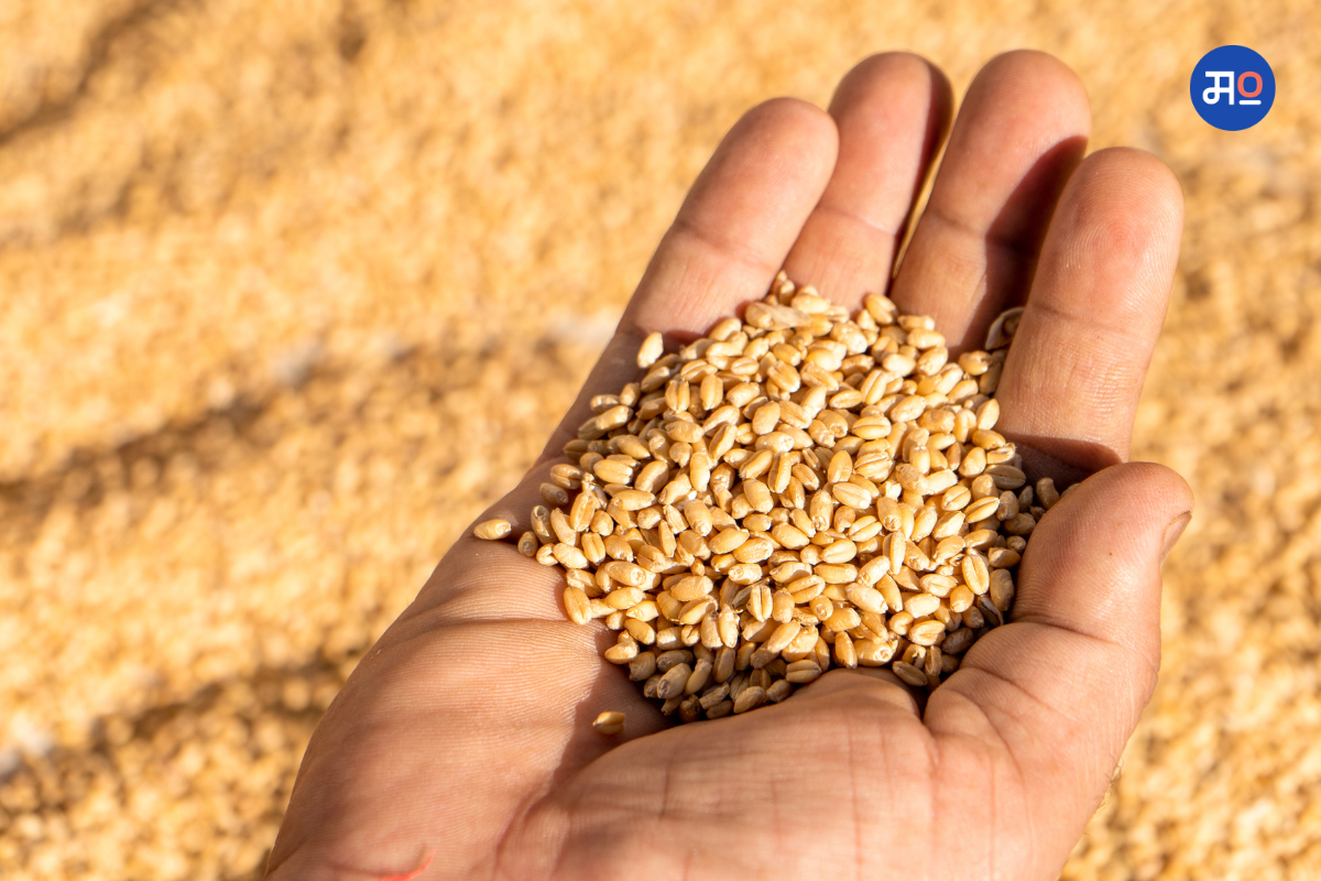 Wheat Price Rise